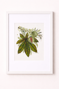 Chestnut Reverie